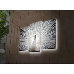 ASIR Nástěnný obraz na plátně PÁV s led osvětlením 66 cm